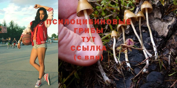 ПСИЛОЦИБИНОВЫЕ ГРИБЫ Гусев