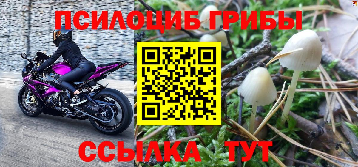 Псилоцибиновые грибы MAGIC MUSHROOMS  наркотики  Кингисепп  Вход с VPN 